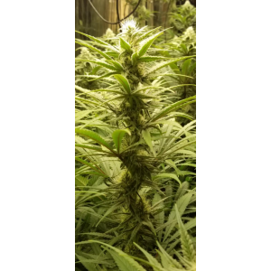 Eleven Roses. Photo 2 Eleven Roses. Photo 2